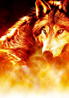 fire wolf