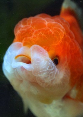 Big Cheeks Goldfish 🏵️