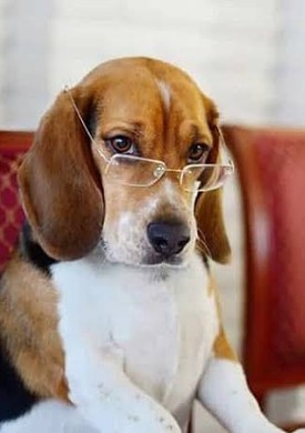 dogs are smarter