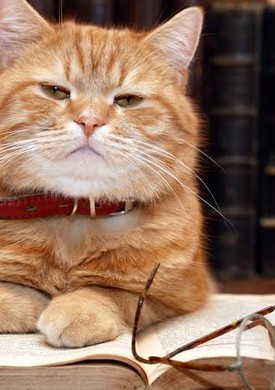 Cats are smarter