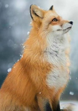 Pet Fox