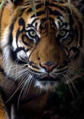 Siberian Tiger