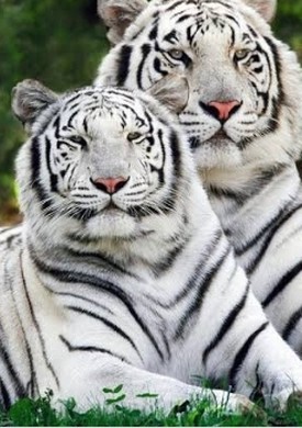 White tiger