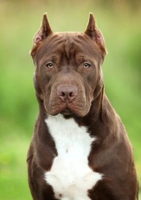 Pitbull