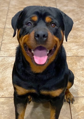 Rottweiler