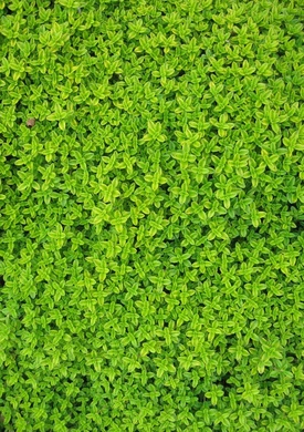 Green that