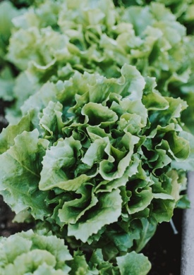 Lettuce