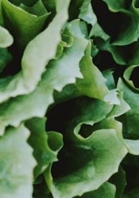 Cabbage