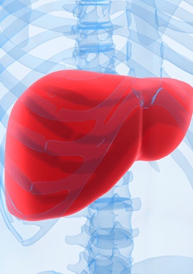 Liver