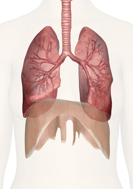 Lung