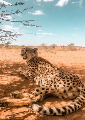 Cheetah