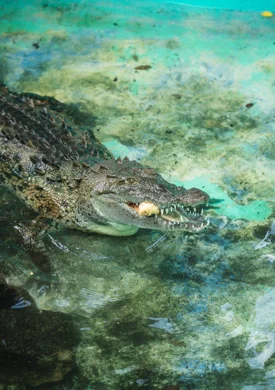 Crocodile